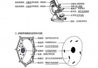 c言语结构体初始化