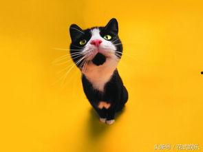 娱乐吃瓜君猫生气歌