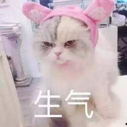 娱乐吃瓜君猫生气歌  第2张
