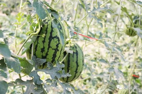 成县的吃瓜网红是谁啊,揭秘网络红人的魅力与影响力  第2张 成县的吃瓜网红是谁啊,揭秘网络红人的魅力与影响力  第2张